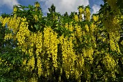 14 Maggiociondoli con cascate di grappoli di fiori gialli 